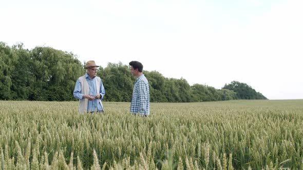 Two Farmers of Different Ages Meet Handshake and Have Talk in Green Wheat Field