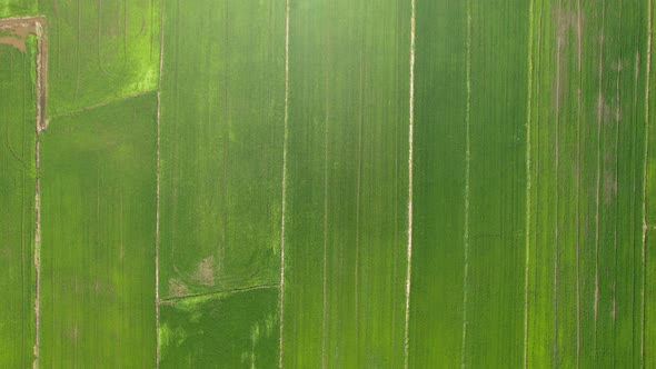 The Paddy Rice Fields of Kedah and Perlis, Malaysia