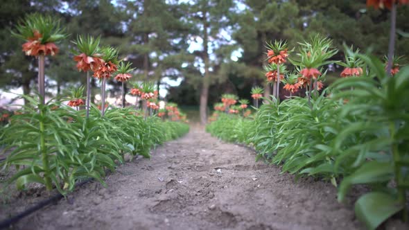 Flower Garden