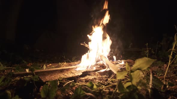 Bonfire Burning at Night in Forest. Campfire Burns on Nature. Slow Motion