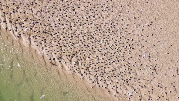 Drone descends on flock of terns sitting on sandbank before taking off