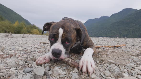 Cute Dog Boxer Biting Stick on Rocky Beach in Canadian Nature