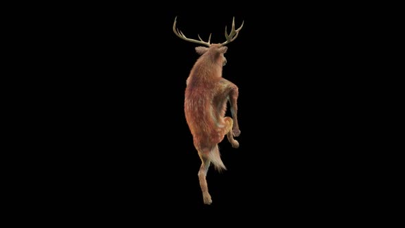 35 Deer Dancing HD