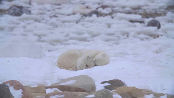 Single polar bear curling into ball for a nap on pure white snow