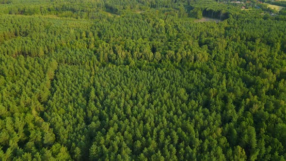 Top View Texture Of Shaggy Green Lush Pine Tree Forest Landscape At The Woods Near Sasino Village, D