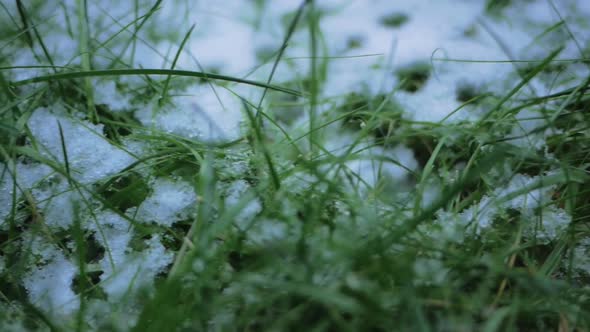 Snow Winter Grass Macro Shot HD Stock Footage