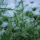 Snow Winter Grass Macro Shot HD Stock Footage - VideoHive Item for Sale