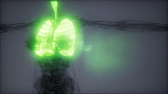 Human Lungs Radiology Exam alt