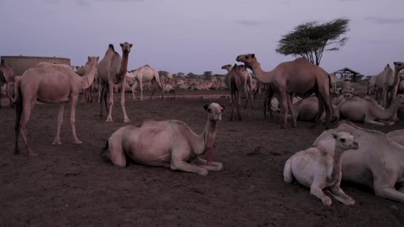 Camel and Dromedary herds resting on the Kenya savannah near sundown, Pan left shot