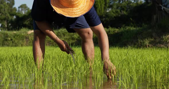 Asian farmer male is planting rice in flooded field