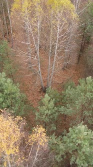 Vertical Video of an Autumn Forest During the Day