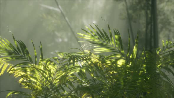Bright Light Shining Through the Humid Misty Fog and Jungle Leaves alt