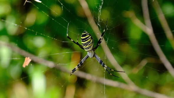 Large Spider Closeup on a Web Against a Background of Green Nature in Forest