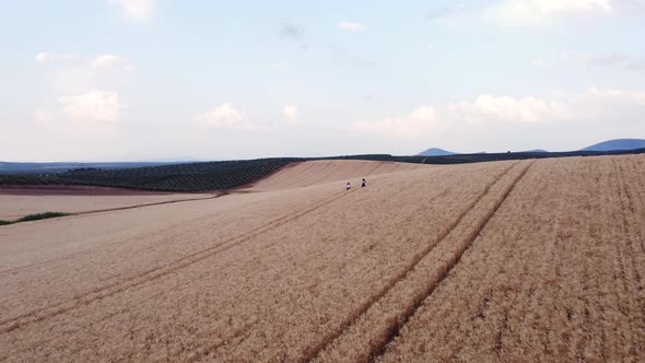 Aerial view of two friends enjoying nature while they walk through a wheat field together.