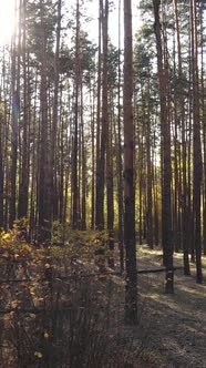 Vertical Video of Trees in the Forest in Autumn