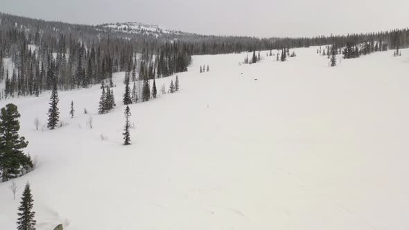 Aerial View of Snow Forest and Mountains. Sheregesh, Russia.