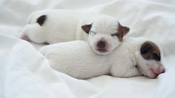 Newborn Puppy Sleeping on White Plaid