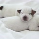 Newborn Puppy Sleeping on White Plaid - VideoHive Item for Sale