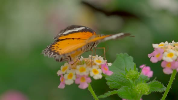 Slow motion macro shot of monarch butterfly resting on blooming flower in nature,blurred background