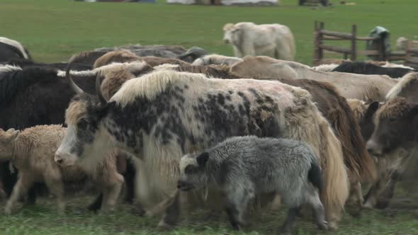 Herd of Long-Haired Yak Flock in Asian Meadow