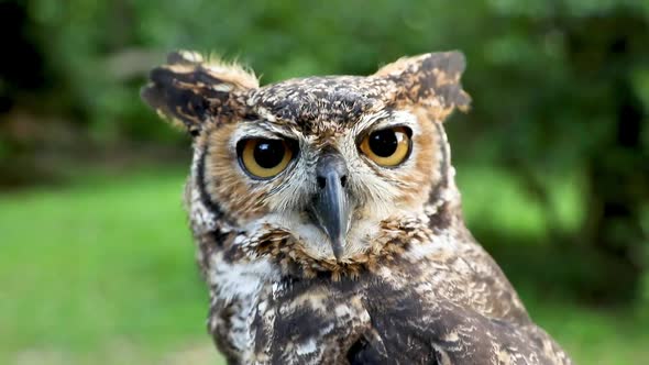 Close-up of the face of a Great Horned Owl (Bubo virginianus)