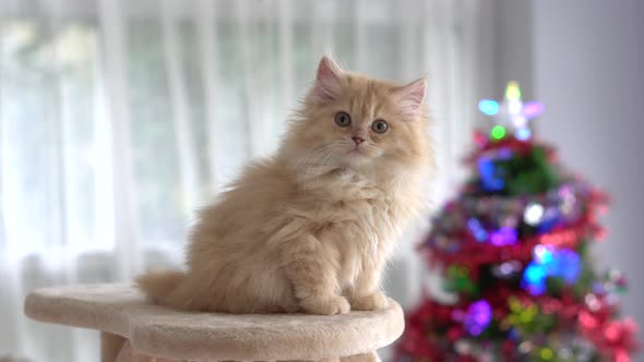 Cute Persian Kitten Looking And Sitting On Cat Tower