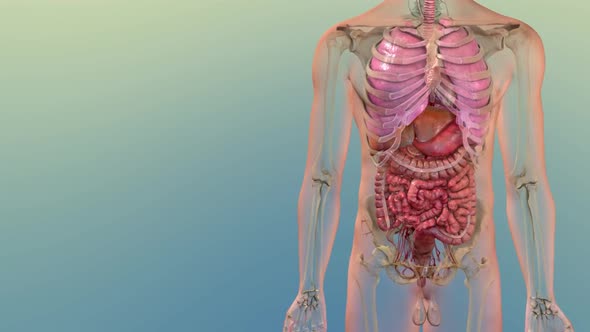 Atherosclerosis, Cholesterol And Other Substances In And On The Artery Walls.