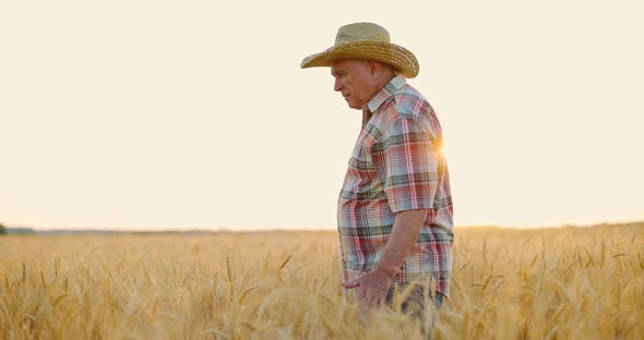 Farmer Walking in Agricultural Field of Ripe Spikelets at Sunset and Touching Wheat Ears with Hands