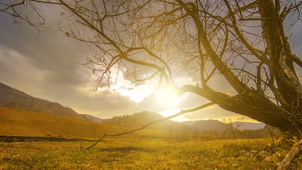 Time Lapse of Death Tree and Dry Yellow Grass at Mountian Landscape with Clouds and Sun Rays