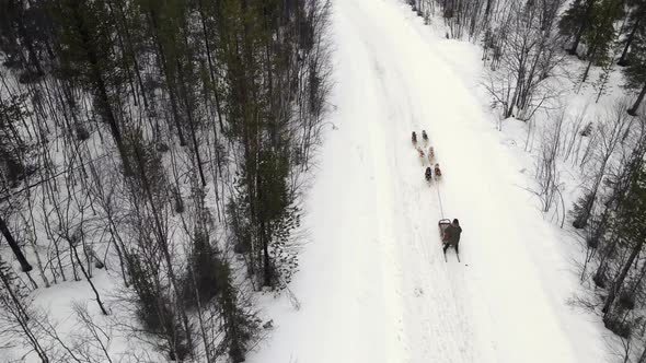 Drone Aerial View of Dogsledding Handler with Team of Trained Husky Dogs Mountain Pass Husky Dog