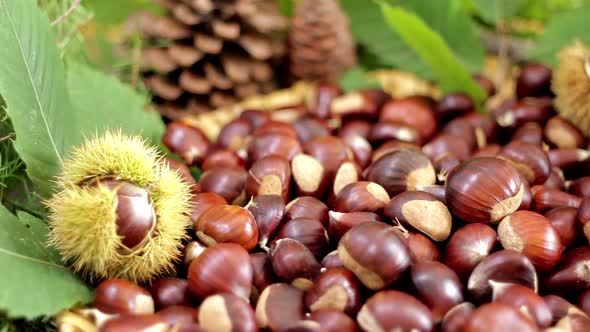 Chestnuts and autumnal composition. Smooth sliding shot. Pinecones and foliage.