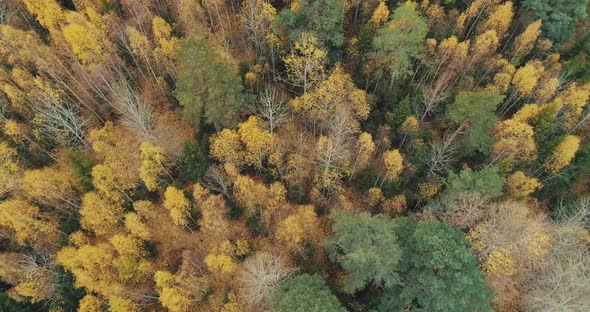 Aerial shot over a forest