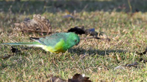 close view of a red-rumped parrot feeding on the ground