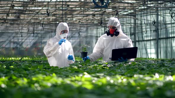 People Work in a Glasshouse, Pouring Liquid Into Plants Pot. Genetic Modification Food Concept.