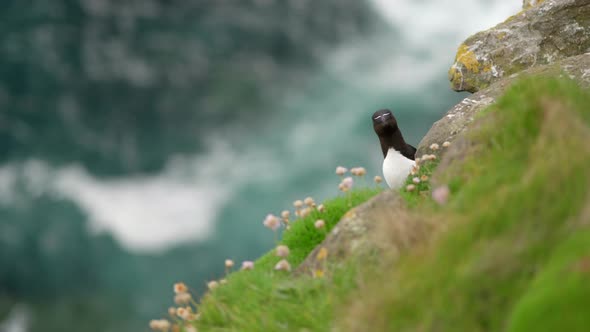 A razorbill (Alca torda) peaks out from behind a rock on a grassy cliff looking towards the camera i