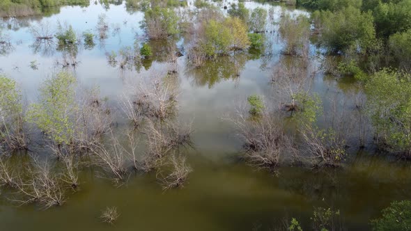 Aerial view dry and green mangrove tee in water
