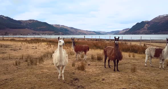 Lamas Near The Lake, Scotland