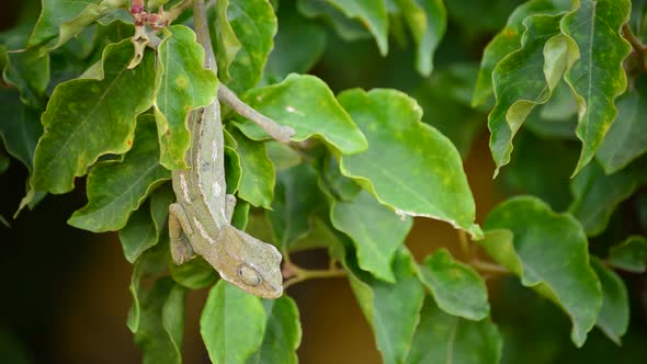 Little Baby Common Chameleon