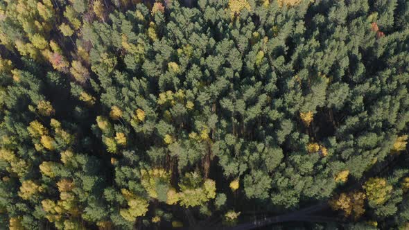 Aerial Footage of Colorful Forest in Autumn Season. Yellow and Green Trees