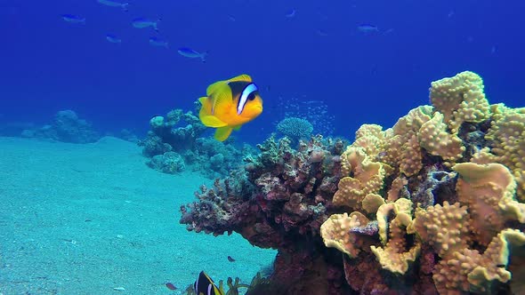 Tropical Underwater Clownfish