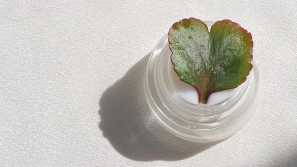 Eyelid cream glass jar with green heartshaped leaf on smooth white silk background shadows splashes