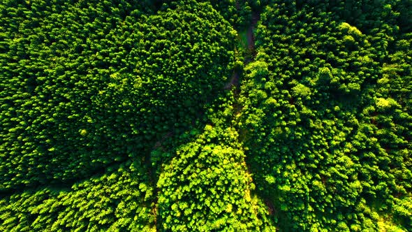 Aerial Nature Background of Green Lush Forest in the Mountain. Tops of Trees