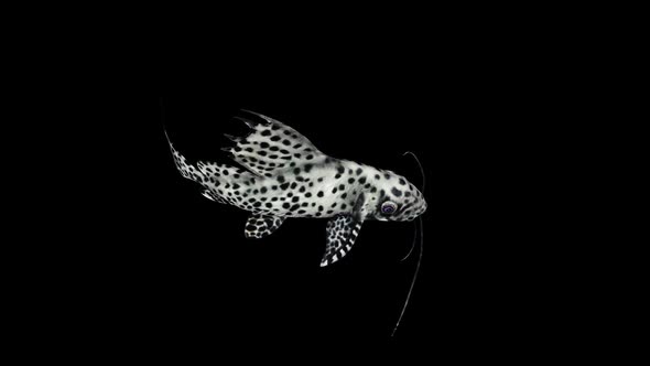 Synodontis Eupterus Fish Top View alt