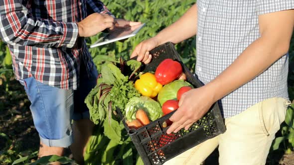 At a vegetable farm, male businessmen analyze the quality of the vegetable harvest using a tablet.