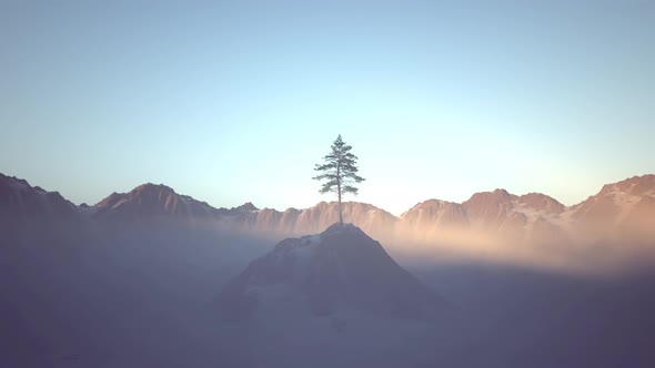 Pine Tree On The Hill 4k