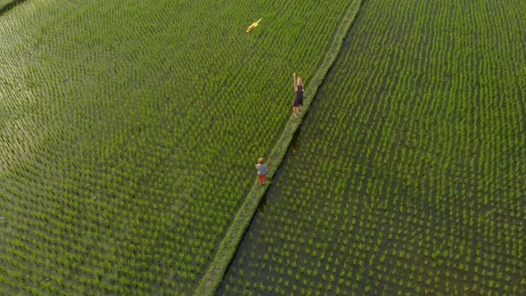 Aerial Shot of a Family on a Beautiful Big Rice Field with Their Kite. Travel To Asia Concept