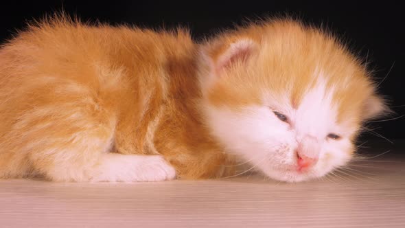 Little Kitten Lovely Animal Sad Kitty Meows Lying on Table