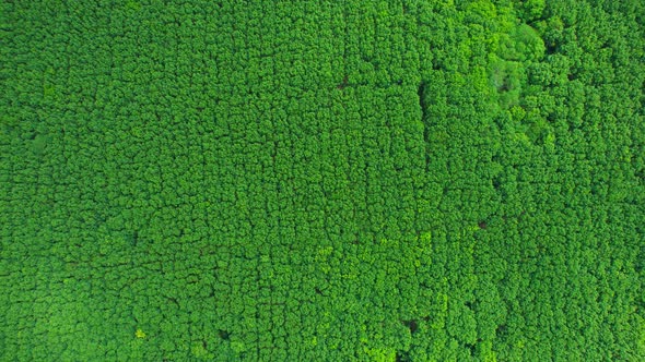 4K Aerial view over a rubber tree