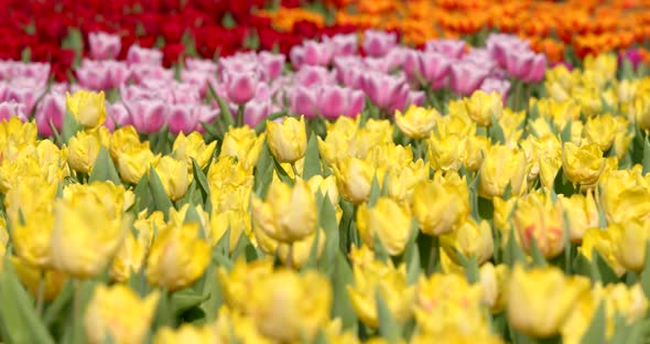 Beautiful tulip flower field