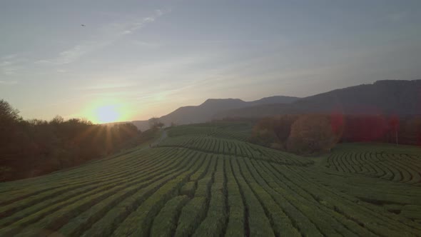 Aerial Cinematic View Sunset in Tea Plantations Flying Passed By White Horse Shooting Large Fpv